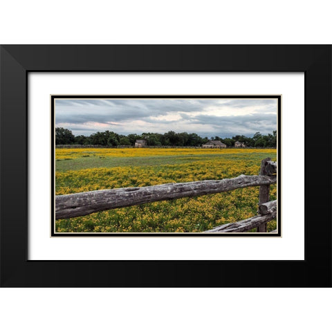Vivid field of wildflowers in the Lyndon B. Johnson National Historical Park in Johnson City, TX Black Modern Wood Framed Art Print with Double Matting by Highmith, Carol