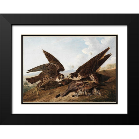 Peregrine Falcons Black Modern Wood Framed Art Print with Double Matting by Audubon, John James