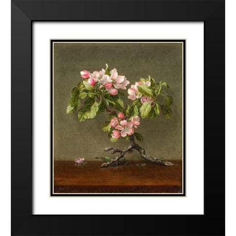 Apple Blossoms Black Modern Wood Framed Art Print with Double Matting by Heade, Martin Johnson