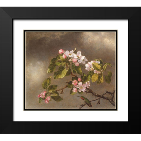Hummingbird and Apple Blossoms Black Modern Wood Framed Art Print with Double Matting by Heade, Martin Johnson