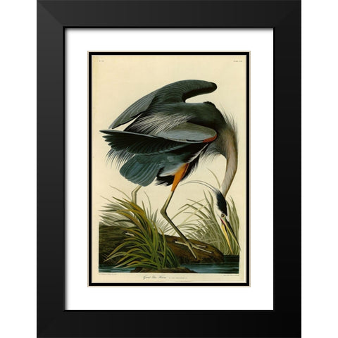 The Great Blue Heron Black Modern Wood Framed Art Print with Double Matting by Audubon, John James