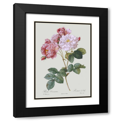 Damask Rose Black Modern Wood Framed Art Print with Double Matting by Redoute, Pierre Joseph