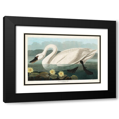 Common American Swan Black Modern Wood Framed Art Print with Double Matting by Audubon, John James