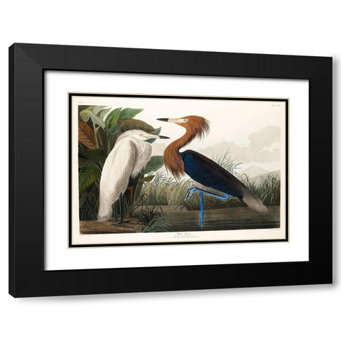 Purple Heron Black Modern Wood Framed Art Print with Double Matting by Audubon, John James