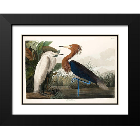 Purple Heron Black Modern Wood Framed Art Print with Double Matting by Audubon, John James