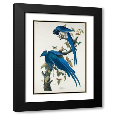 Columbia Jay Black Modern Wood Framed Art Print with Double Matting by Audubon, John James