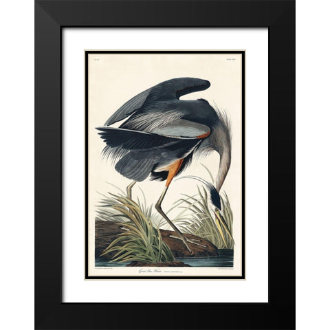 Great blue Heron Black Modern Wood Framed Art Print with Double Matting by Audubon, John James