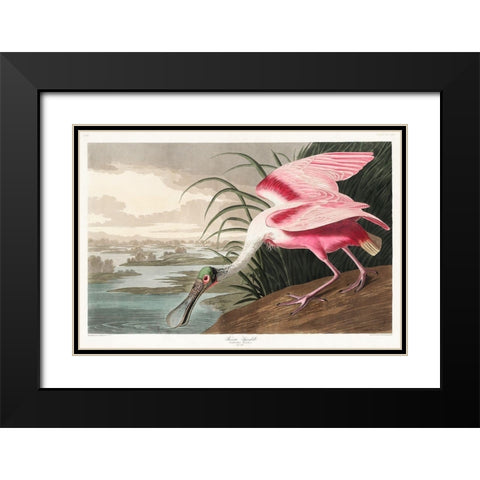 Roseate SpoonbillÂ  Black Modern Wood Framed Art Print with Double Matting by Audubon, John James