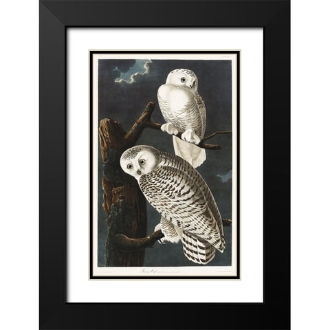 Snowy Owl Black Modern Wood Framed Art Print with Double Matting by Audubon, John James