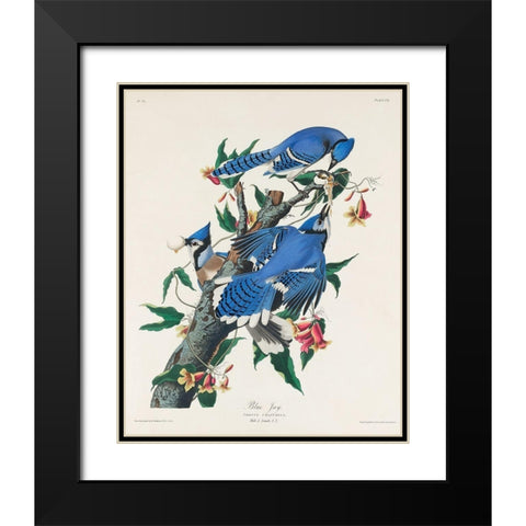 Blue Jay Black Modern Wood Framed Art Print with Double Matting by Audubon, John James