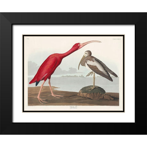 Scarlet Ibis Black Modern Wood Framed Art Print with Double Matting by Audubon, John James