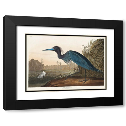 Blue Crane or Heron Black Modern Wood Framed Art Print with Double Matting by Audubon, John James