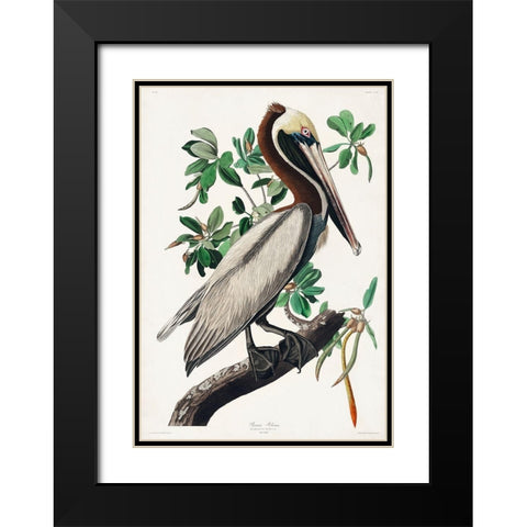 Brown Pelican Black Modern Wood Framed Art Print with Double Matting by Audubon, John James