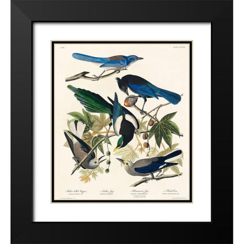 Yellow-Billed Magpie, Stellers Jay, Ultramarine Jay and Clarks Crow Black Modern Wood Framed Art Print with Double Matting by Audubon, John James