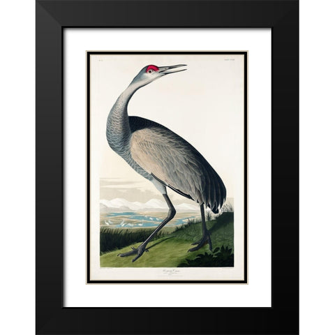 Hooping Crane Black Modern Wood Framed Art Print with Double Matting by Audubon, John James