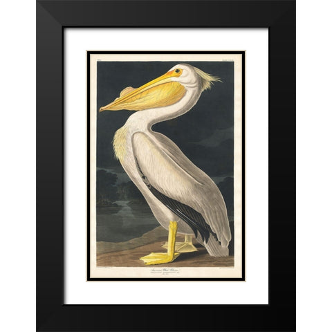 American White Pelican Black Modern Wood Framed Art Print with Double Matting by Audubon, John James