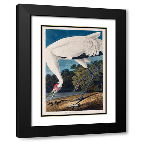 Hooping Crane Black Modern Wood Framed Art Print with Double Matting by Audubon, John James