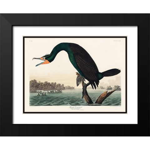 Florida Cormorant Black Modern Wood Framed Art Print with Double Matting by Audubon, John James