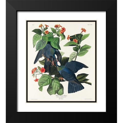 White-crowned Pigeon Black Modern Wood Framed Art Print with Double Matting by Audubon, John James