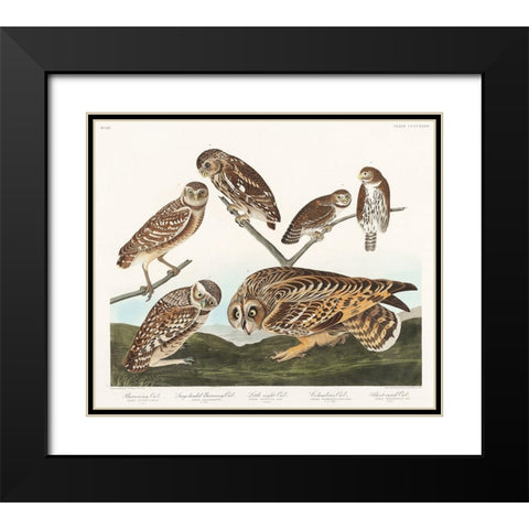 Burrowing Owl, Large-Headed Burrowing Owl, Little Night Owl, Columbian Owl and Short-cared Owl Black Modern Wood Framed Art Print with Double Matting by Audubon, John James