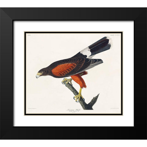 Louisiana Hawk Black Modern Wood Framed Art Print with Double Matting by Audubon, John James