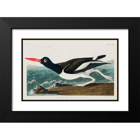 Pied oyster-catcher Black Modern Wood Framed Art Print with Double Matting by Audubon, John James