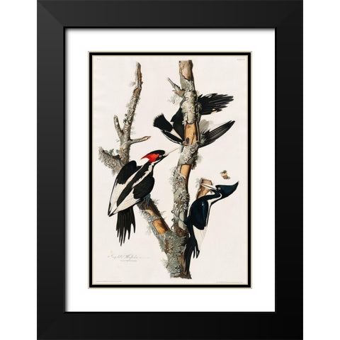Ivory-billed Woodpecker Black Modern Wood Framed Art Print with Double Matting by Audubon, John James