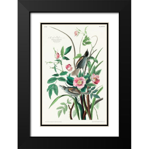 Seaside Finch Black Modern Wood Framed Art Print with Double Matting by Audubon, John James