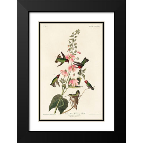 Columbian Humming Bird Black Modern Wood Framed Art Print with Double Matting by Audubon, John James