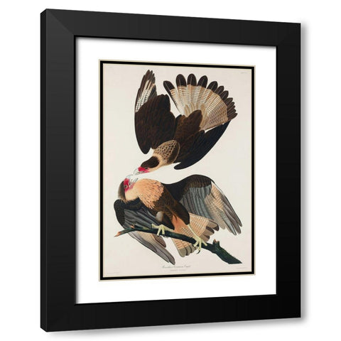 Brasilian Caracara Eagle Black Modern Wood Framed Art Print with Double Matting by Audubon, John James