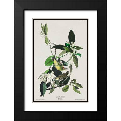 Palm Warbler Black Modern Wood Framed Art Print with Double Matting by Audubon, John James