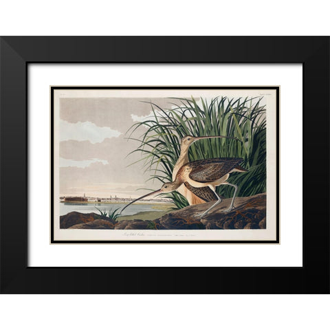 Long-billed Curlew Black Modern Wood Framed Art Print with Double Matting by Audubon, John James