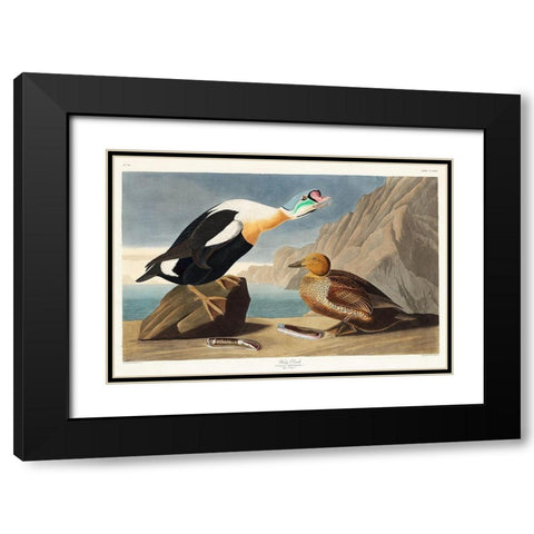 King Duck Black Modern Wood Framed Art Print with Double Matting by Audubon, John James
