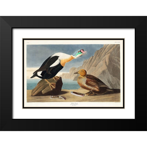 King Duck Black Modern Wood Framed Art Print with Double Matting by Audubon, John James