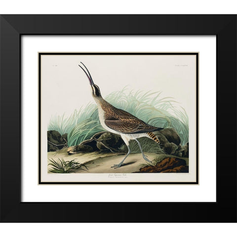 Hudsonian Curlew Black Modern Wood Framed Art Print with Double Matting by Audubon, John James