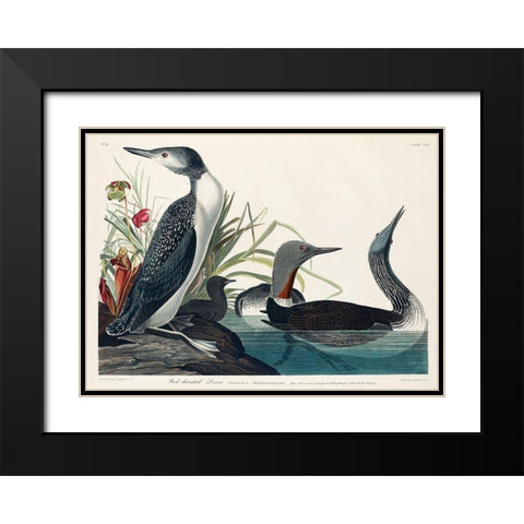 Red-Throated Diver Black Modern Wood Framed Art Print with Double Matting by Audubon, John James