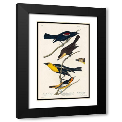 Nuttalls Starling, Yellow-headed Troopial and Bullocks Oriole Black Modern Wood Framed Art Print with Double Matting by Audubon, John James