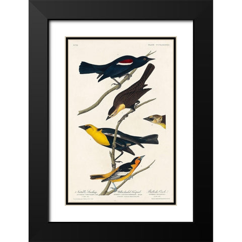 Nuttalls Starling, Yellow-headed Troopial and Bullocks Oriole Black Modern Wood Framed Art Print with Double Matting by Audubon, John James