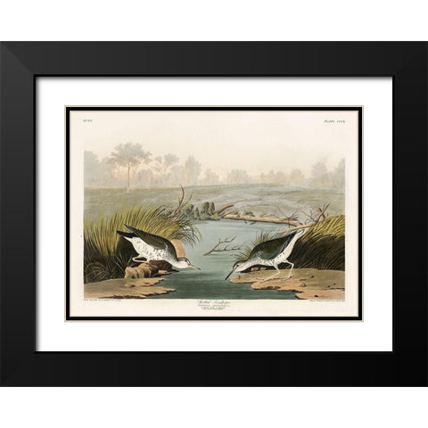 Spotted Sandpiper Black Modern Wood Framed Art Print with Double Matting by Audubon, John James