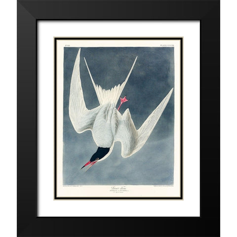 Great Tern Black Modern Wood Framed Art Print with Double Matting by Audubon, John James