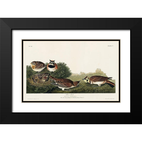 Shore Lark Black Modern Wood Framed Art Print with Double Matting by Audubon, John James