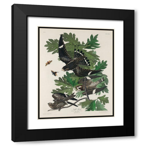 Night Hawk Black Modern Wood Framed Art Print with Double Matting by Audubon, John James