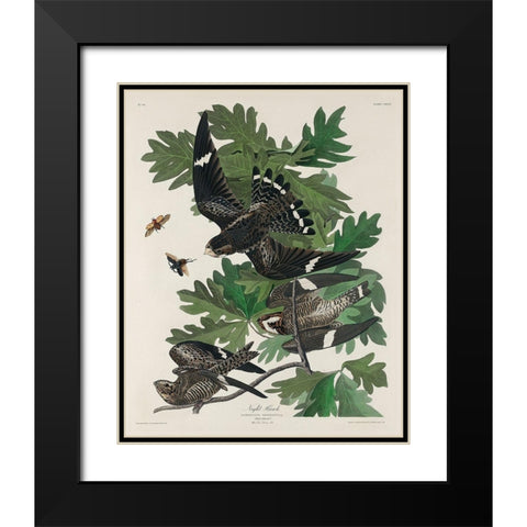 Night Hawk Black Modern Wood Framed Art Print with Double Matting by Audubon, John James