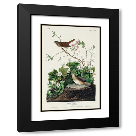 Lincoln Finch Black Modern Wood Framed Art Print with Double Matting by Audubon, John James