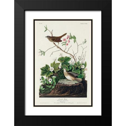 Lincoln Finch Black Modern Wood Framed Art Print with Double Matting by Audubon, John James