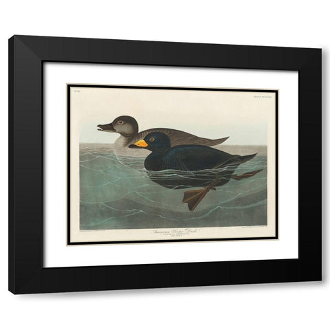 American Scoter Duck Black Modern Wood Framed Art Print with Double Matting by Audubon, John James