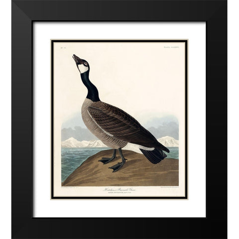 Hutchinss Barnacle Goose Black Modern Wood Framed Art Print with Double Matting by Audubon, John James