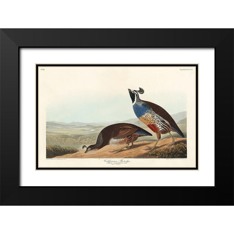 California Partridge Black Modern Wood Framed Art Print with Double Matting by Audubon, John James
