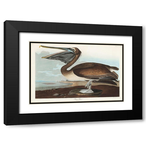 Brown Pelican Black Modern Wood Framed Art Print with Double Matting by Audubon, John James