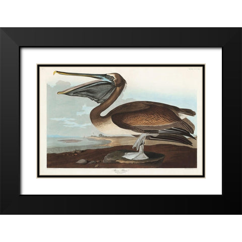 Brown Pelican Black Modern Wood Framed Art Print with Double Matting by Audubon, John James
